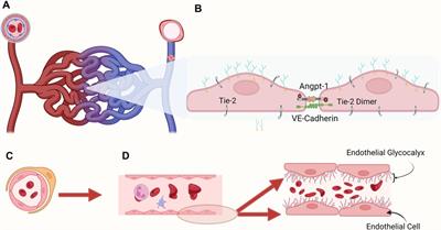 End organ perfusion and pediatric microcirculation assessment